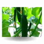 Hybrid Cucumber Seeds - High Yield, Multi-Fruiting & Widely Adaptable