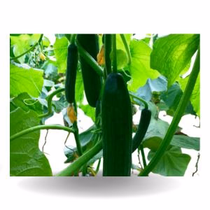 bazelet hybrid cucumber file 10732