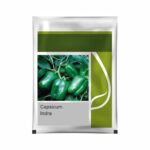 Indra Hybrid Capsicum Seeds - High Yield, Heat & Cold Set