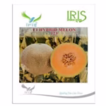 Hybrid Musk Melon- Oval Fruit, Dense Netting, Orange Flesh