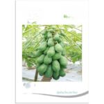 Hybrid Papaya Seeds – High Yield, Superior Germination
