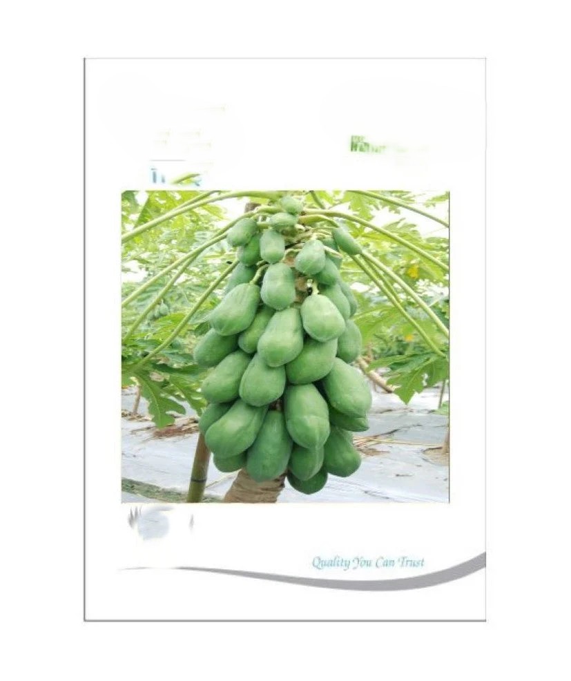 iris hybrid fruit seeds papaya red lady file 9285