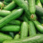 Hybrid Cucumber Seeds - Organic, Easy Grow, Autumn Plant