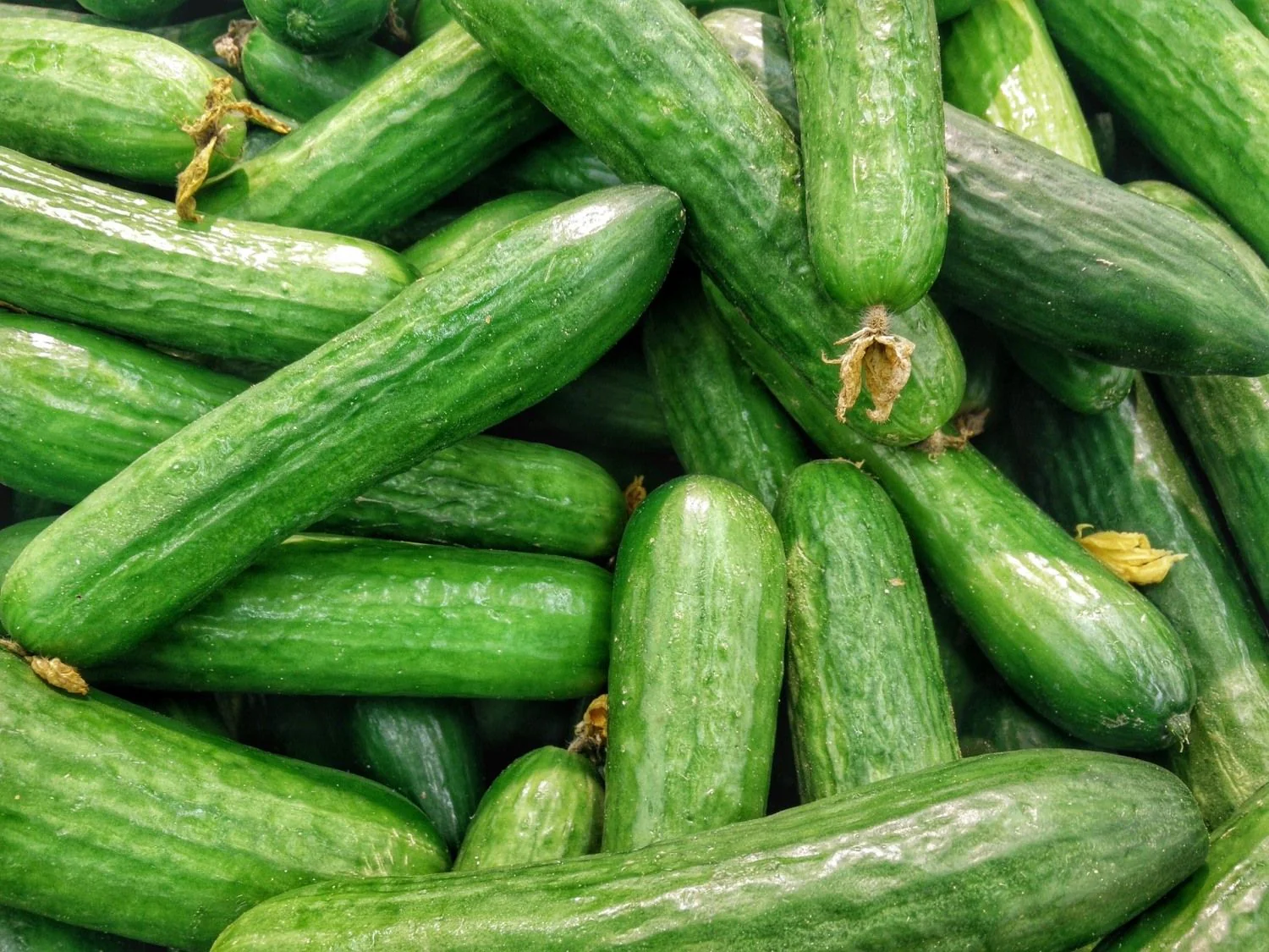 iris hybrid vegetable seeds cucumber file 9292