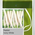 Ivory White Radish Seeds – Early Maturity Hybrid