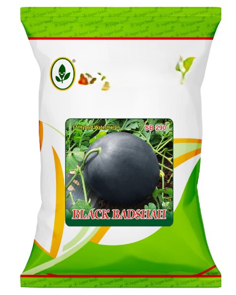 sagar black badshah f1 watermelon file 17067